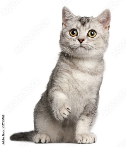 Fotoroleta kot ssak kociak zwierzę