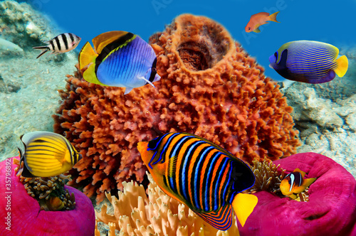 Fotoroleta woda egipt zwierzę morze rafa