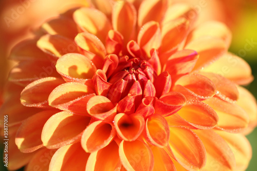 Obraz na płótnie kwitnący słońce dalia roślina