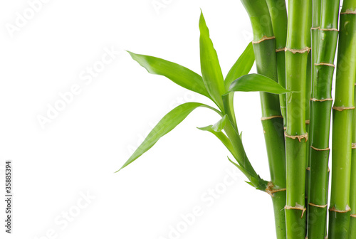 Naklejka ogród dżungla bambus