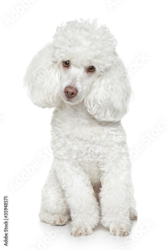 Obraz na płótnie portret pies zwierzę szczenię piękny