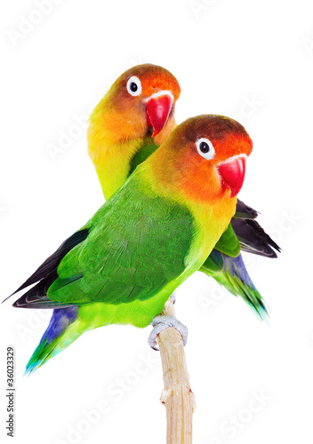 Plakat ptak para tropikalny