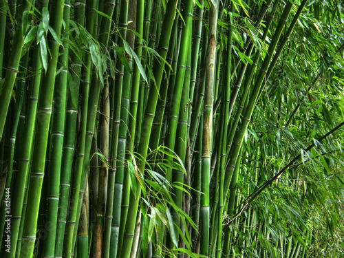 Plakat natura roślina trawa bambus