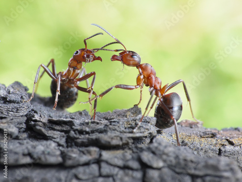 Plakat zwierzę stosunek komunikacja owad łącze