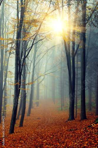 Plakat jesień buk natura widok