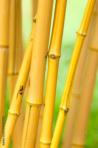 Fotoroleta bambus natura roślina