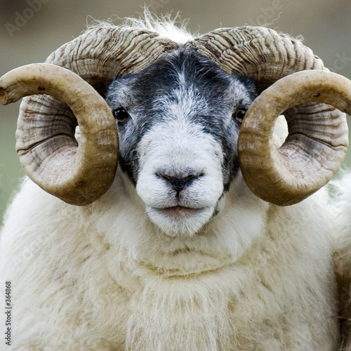 Fotoroleta stado rolnictwo zwierzę owca