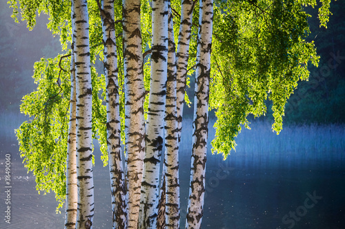 Obraz na płótnie drzewa natura woda lato park