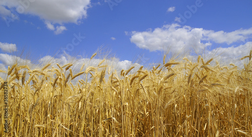 Naklejka rolnictwo zdrowy jedzenie pszenica