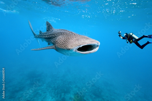 Fototapeta morze woda fauna zwierzę natura
