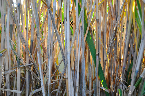Fotoroleta natura bambus ogród roślina trawa