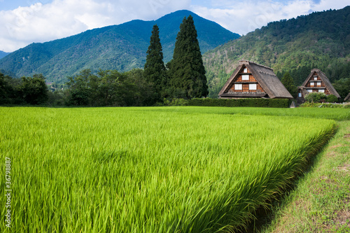 Fotoroleta japonia krajobraz wiejski