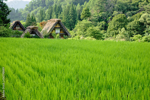 Fotoroleta krajobraz wiejski japonia