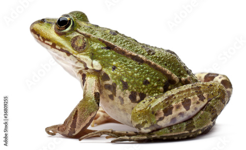 Naklejka dziki natura żaba płaz dzikie zwierzę