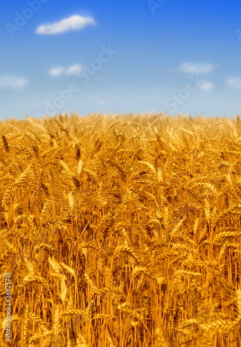 Naklejka jedzenie pole słoma natura pszenica