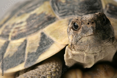 Fototapeta żółw zwierzę gad scala