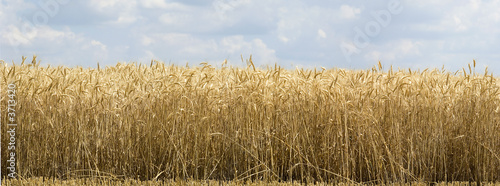 Obraz na płótnie panorama natura rolnictwo słoma