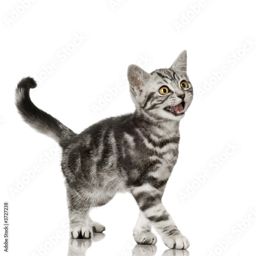 Obraz na płótnie kot oko kociak