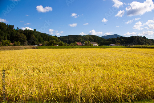 Fotoroleta wieś japonia japoński uśmiech błękitne niebo
