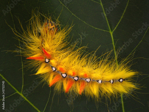 Naklejka motyl drzewa sowa kolorowy kamuflażu