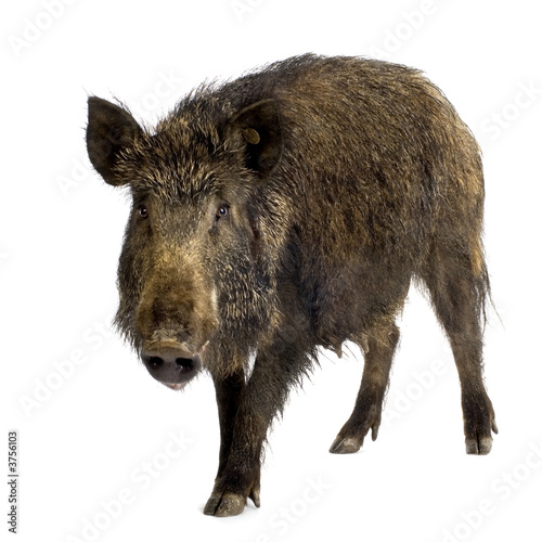 Fototapeta świnia dziki zwierzę