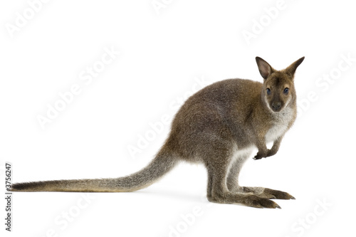 Plakat kangur dziki zwierzę ssak bezdroża