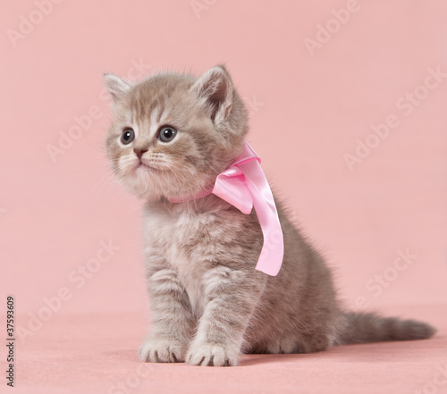 Plakat zwierzę kot kociak ładny