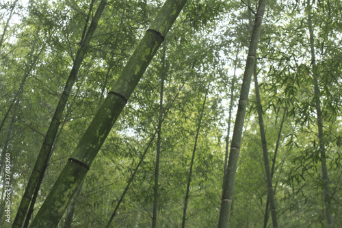Plakat tropikalny azjatycki japoński drzewa