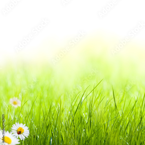 Fototapeta natura trawa świeży kwiat lato