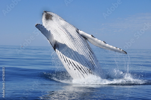 Obraz na płótnie długopłetwiec australia zachodnia wieloryb  