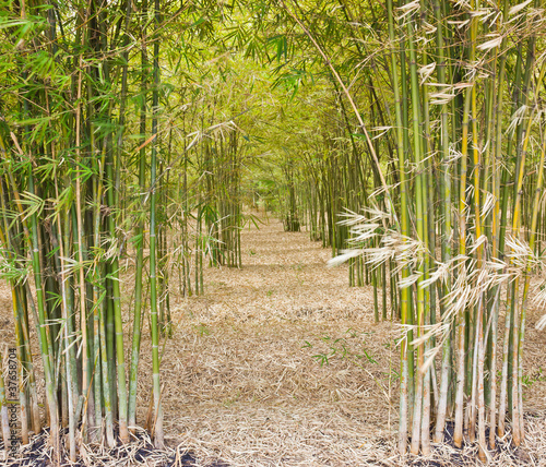 Plakat roślina gałązka bambus tropikalny drzewa