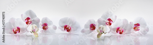 Fototapeta Białe orchidee na szarym tle