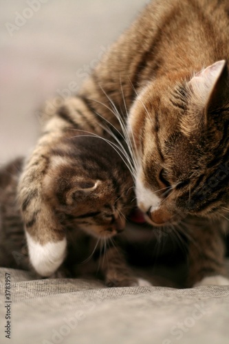 Naklejka Kocia matka i jej dziecko