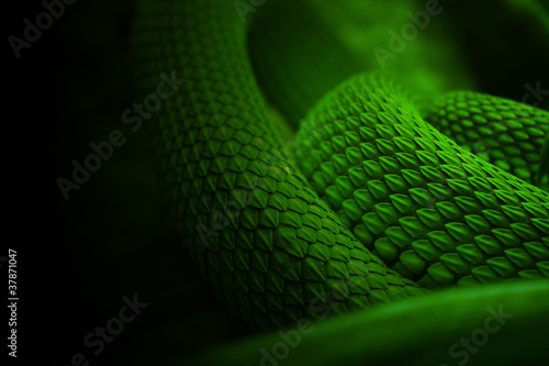 Obraz na płótnie tropikalny dziki wąż