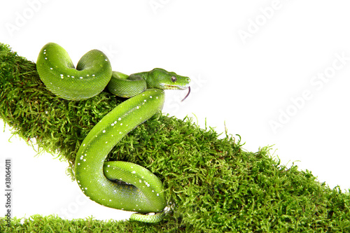 Fototapeta gad wąż tropikalny spokojny