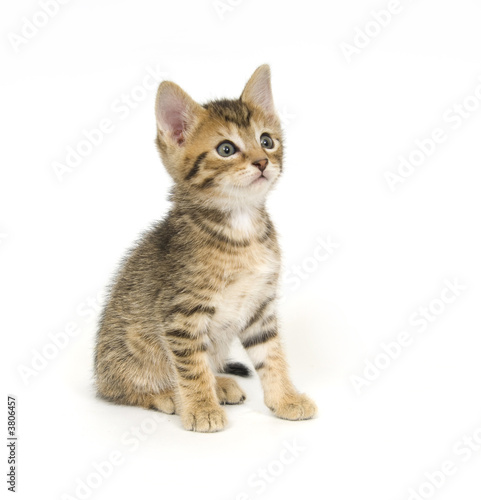 Fototapeta ładny oko kot zwierzę kociak