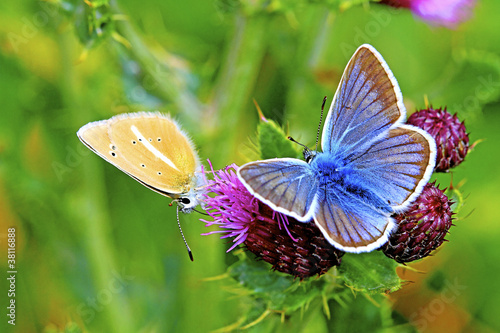 Fototapeta para natura motyl dzień niebieski