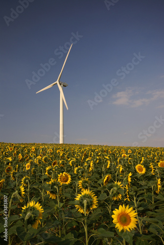 Obraz na płótnie lato słonecznik wiatrak pole