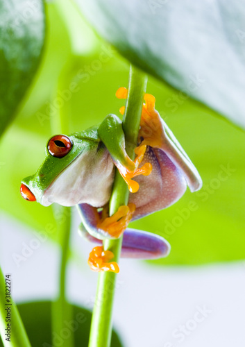 Obraz na płótnie żaba natura oko płaz abstrakcja