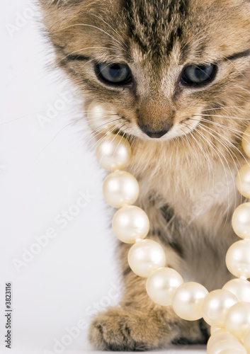 Naklejka Kociak z naszyjnikiem pereł