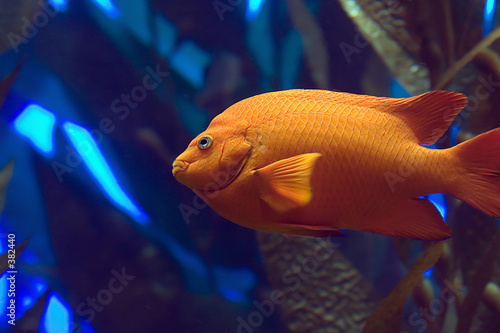 Fototapeta zwierzę okoń ryba