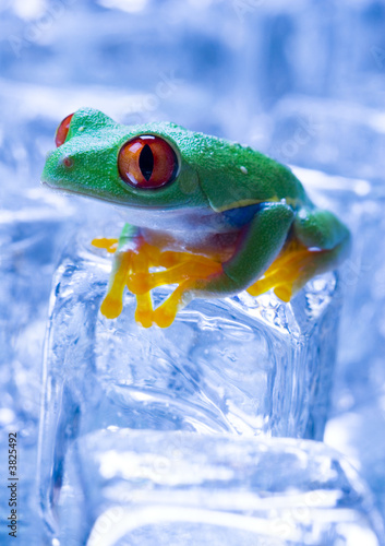 Fototapeta abstrakcja woda lód żaba