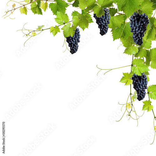 Fototapeta Czerwone winogrona na gałęzi