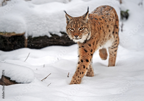 Fototapeta śnieg dziki kot natura norwegia