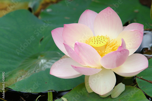 Fototapeta kwiat woda bukiet ogród zen