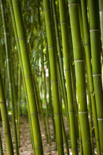 Plakat las azja bambus