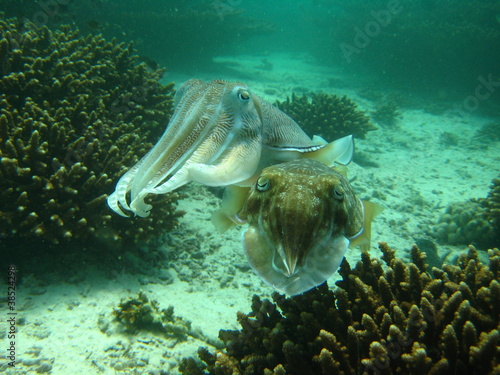 Naklejka fauna mięczak podwodne