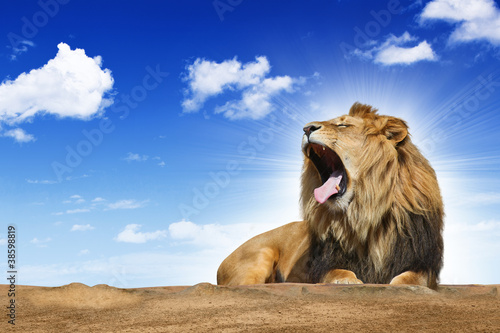 Plakat zwierzę lew kot