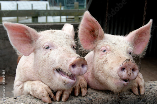Naklejka wiejski świnia rolnictwo ssak