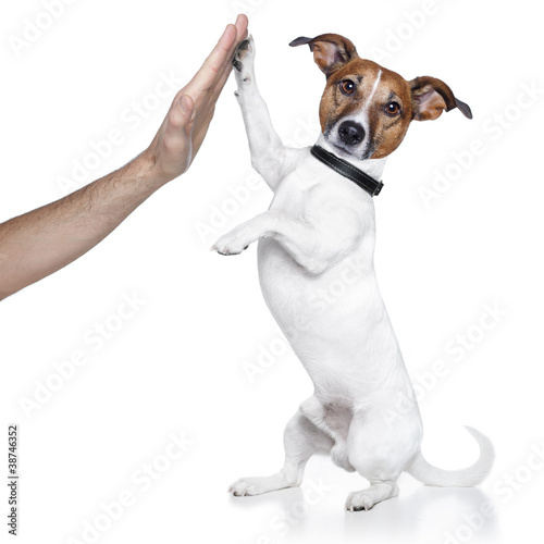 Plakat szczenię pies zwierzę zabawa ładny